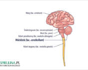 Móżdżek (łac. cerebellum)