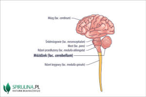 Móżdżek (łac. cerebellum)