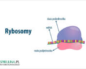 Rybosomy