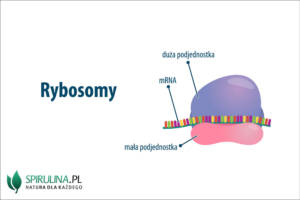 Rybosomy