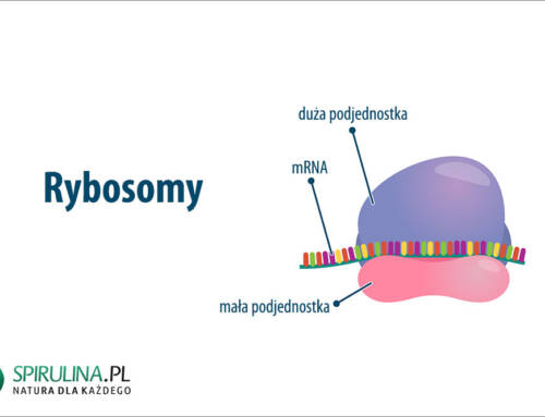 Rybosomy