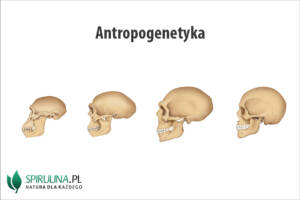 Antropogenetyka