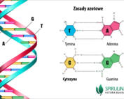 Cytozyna