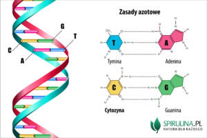 Cytozyna