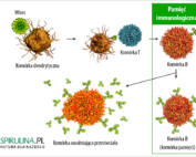 Pamięć immunologiczna