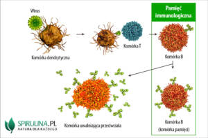 Pamięć immunologiczna