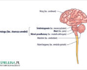 Pień mózgu (łac. truncus cerebri)