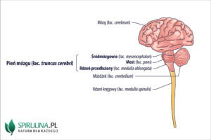 Pień mózgu (łac. truncus cerebri)