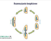 Rozmnażanie bezpłciowe