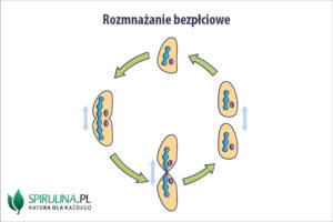 Rozmnażanie bezpłciowe